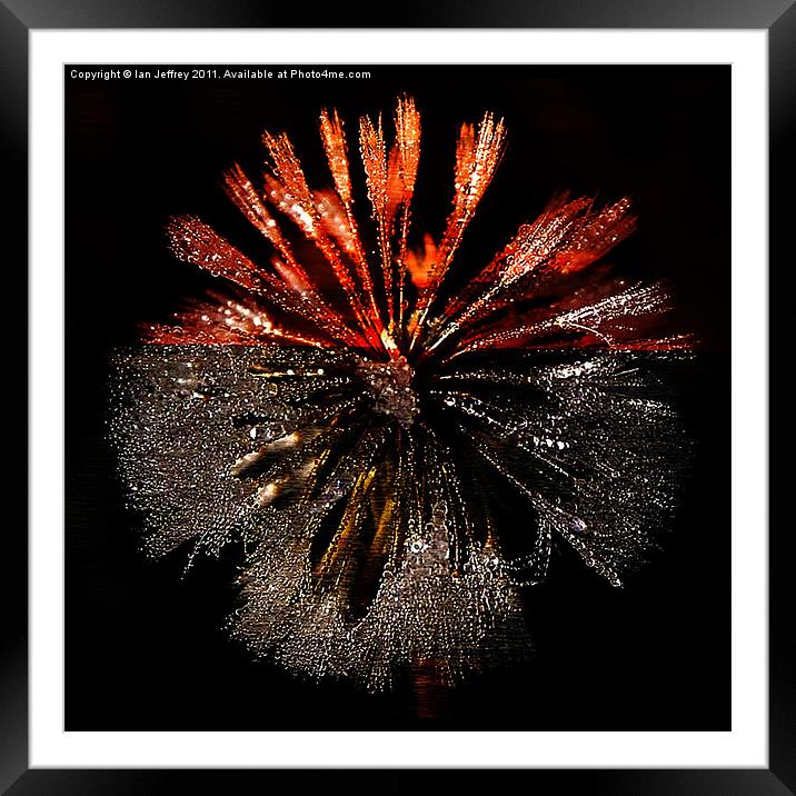 Dandelion Sunrise Framed Mounted Print by Ian Jeffrey