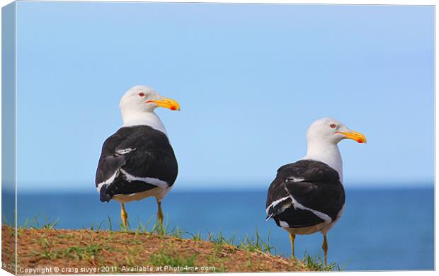 Pair of Sea Gulls birds Canvas Print by craig sivyer