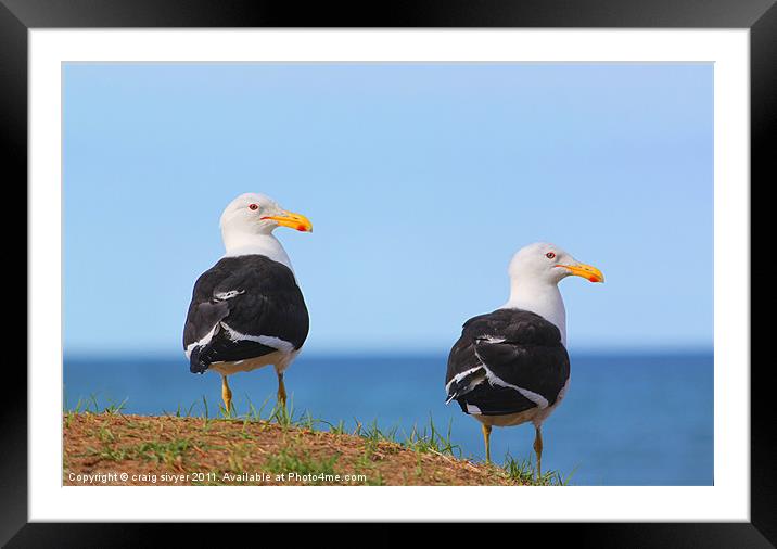 Pair of Sea Gulls birds Framed Mounted Print by craig sivyer