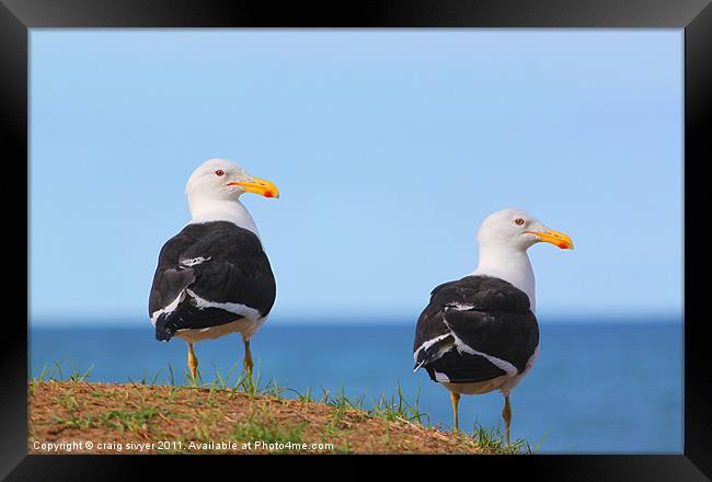 Pair of Sea Gulls birds Framed Print by craig sivyer