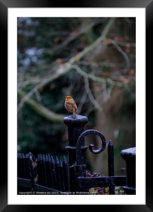 Little Robin in a winter park  Framed Mounted Print by Rowena Ko