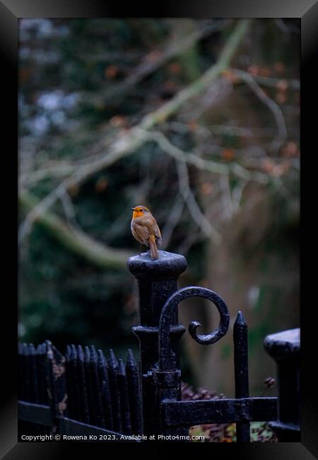 Little Robin in a winter park  Framed Print by Rowena Ko