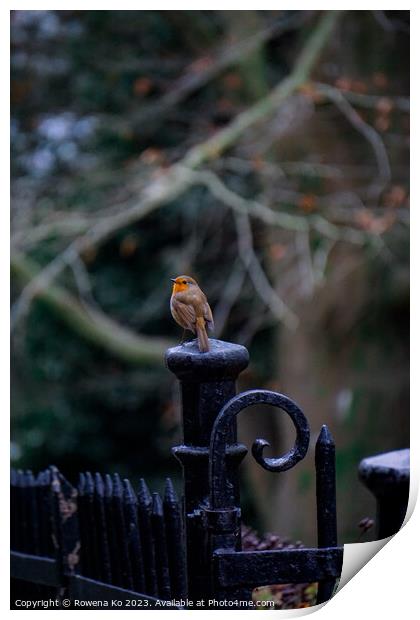 Little Robin in a winter park  Print by Rowena Ko