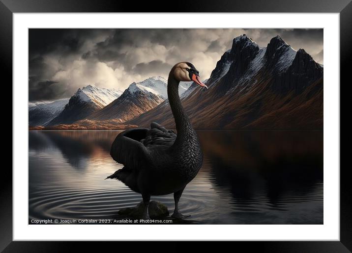 Painting of a beautiful black swan at sunset in a lake between m Framed Mounted Print by Joaquin Corbalan