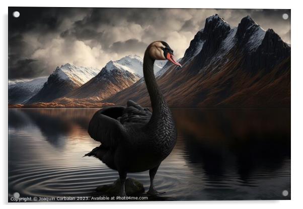 Painting of a beautiful black swan at sunset in a lake between m Acrylic by Joaquin Corbalan