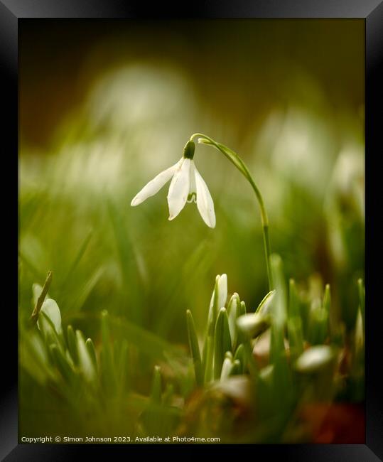 Snowdrop  flower Framed Print by Simon Johnson