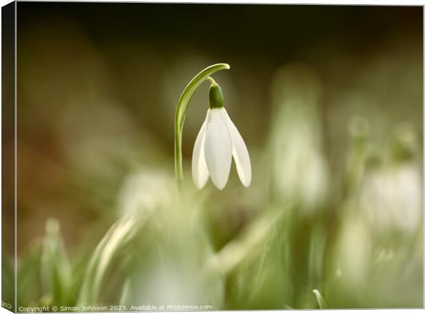 A close up of a sunlit Snowdrop flower Canvas Print by Simon Johnson
