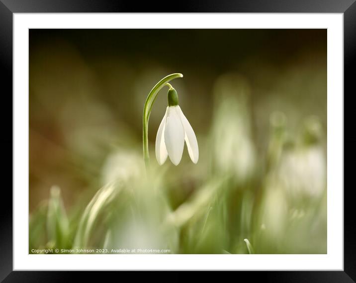 A close up of a sunlit Snowdrop flower Framed Mounted Print by Simon Johnson