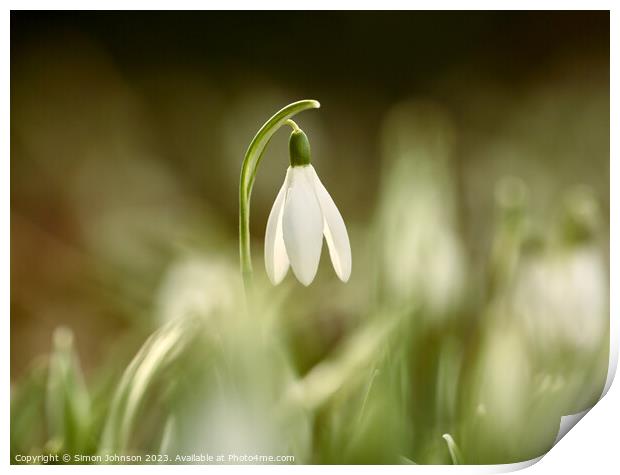 A close up of a sunlit Snowdrop flower Print by Simon Johnson