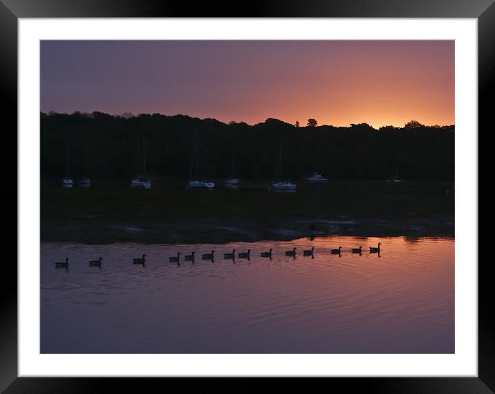 Geese at dawn Framed Mounted Print by Gary Eason