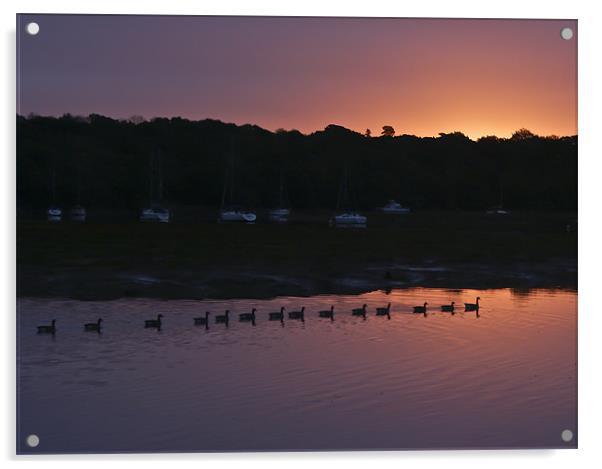 Geese at dawn Acrylic by Gary Eason