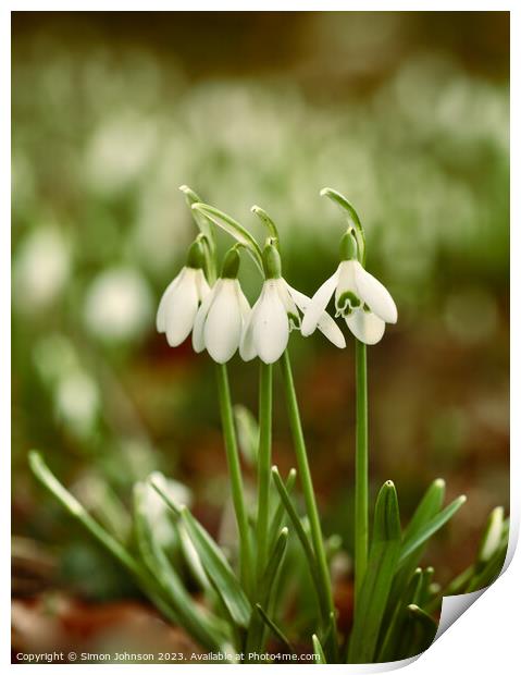 Snowdrop flowers Print by Simon Johnson