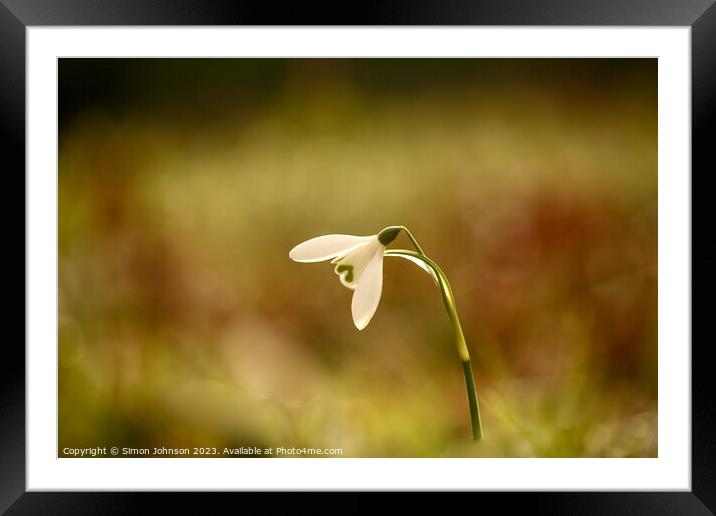 A close up of a  snowdrop flower  Framed Mounted Print by Simon Johnson