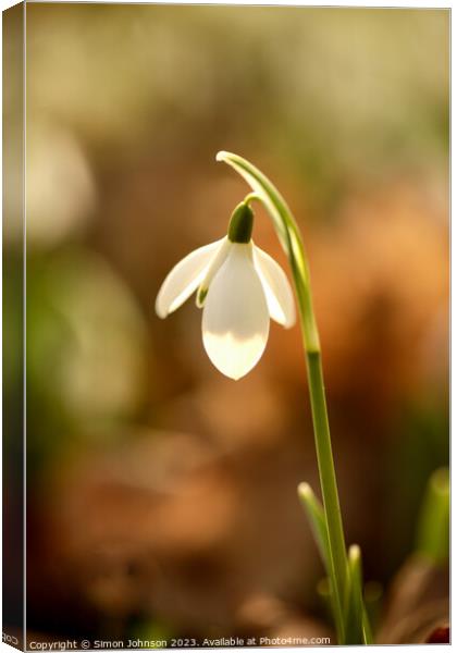 Sunlit Snowdrop  Canvas Print by Simon Johnson