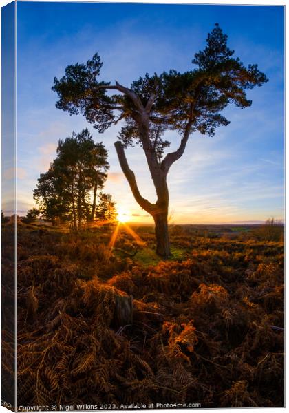 Cannock Chase Sunset Canvas Print by Nigel Wilkins