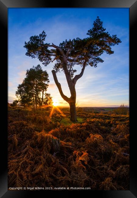 Cannock Chase Sunset Framed Print by Nigel Wilkins