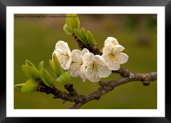Apple Blossom Framed Mounted Print by Sally Wallis