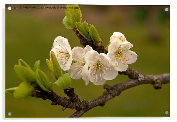 Apple Blossom Acrylic by Sally Wallis