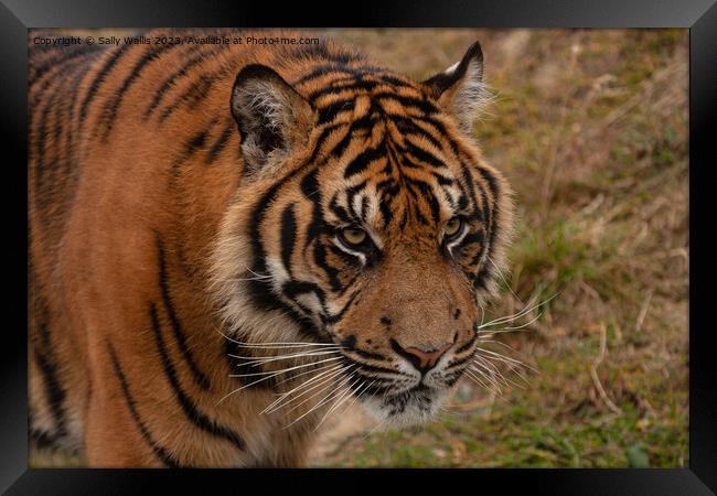 Sumatran Tiger Framed Print by Sally Wallis