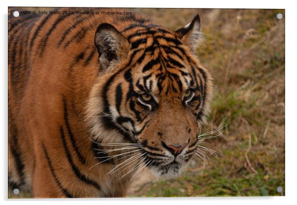 Sumatran Tiger Acrylic by Sally Wallis