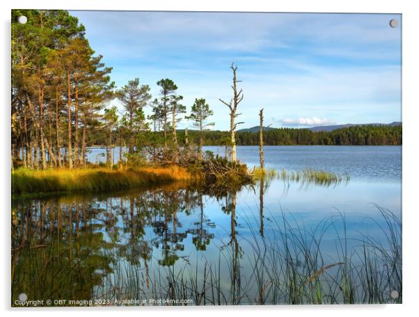 Loch Garten Highland Scotland October Scots Pine L Acrylic by OBT imaging