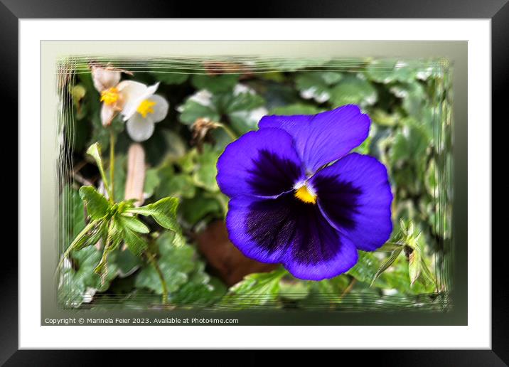 Purple pansy Framed Mounted Print by Marinela Feier