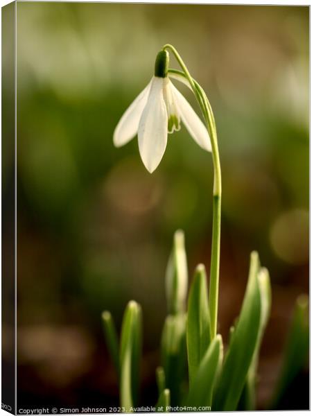 sunlit snowdrop flower Canvas Print by Simon Johnson