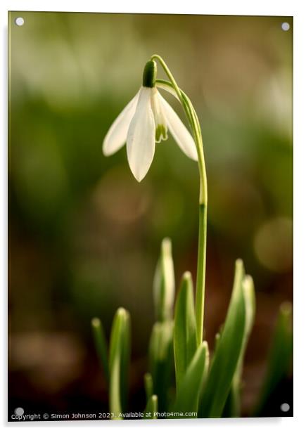 sunlit snowdrop flower Acrylic by Simon Johnson