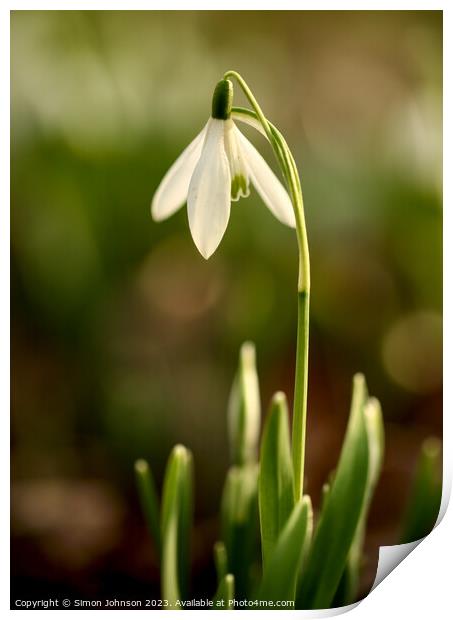 sunlit snowdrop flower Print by Simon Johnson