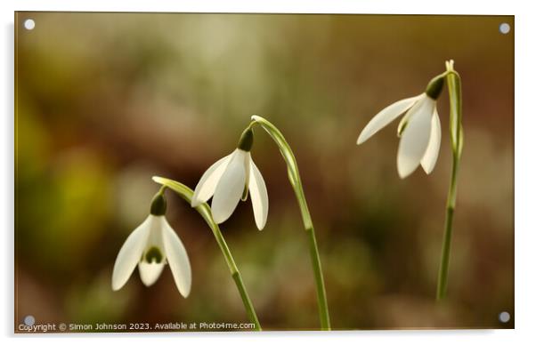 Tripple Snowdrops Acrylic by Simon Johnson