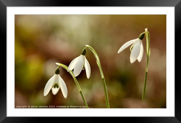 Close up of Sunlit Snowdrops flowers Framed Mounted Print by Simon Johnson