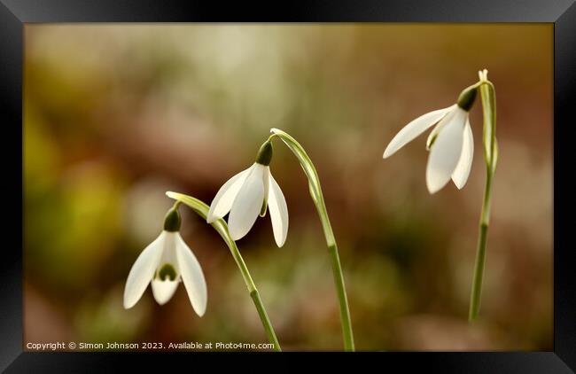 Close up of Sunlit Snowdrops flowers Framed Print by Simon Johnson
