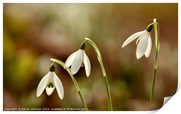 Close up of Sunlit Snowdrops flowers Print by Simon Johnson