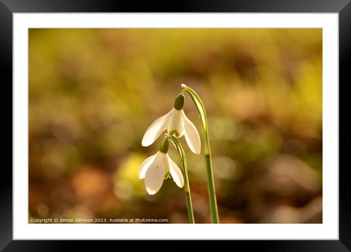 Close up of Sunlit Snowdrop flowers Framed Mounted Print by Simon Johnson