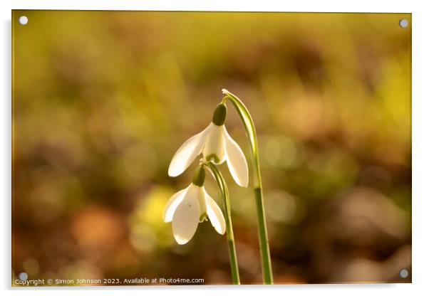 Close up of Sunlit Snowdrop flowers Acrylic by Simon Johnson