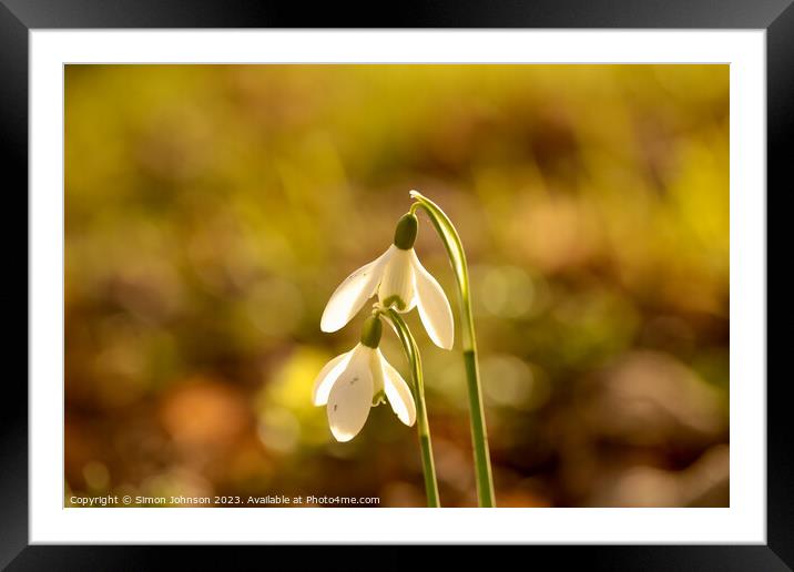 sunlit Snowdrops Framed Mounted Print by Simon Johnson