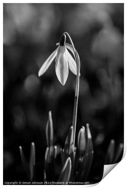 Snowdrop in monochrome  Print by Simon Johnson