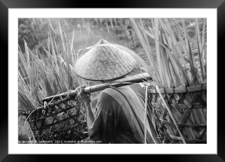 Bali male Indonesian worker carrying crops of rice Framed Mounted Print by Spotmatik 