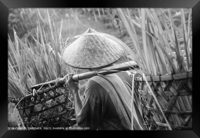 Bali male Indonesian worker carrying crops of rice Framed Print by Spotmatik 
