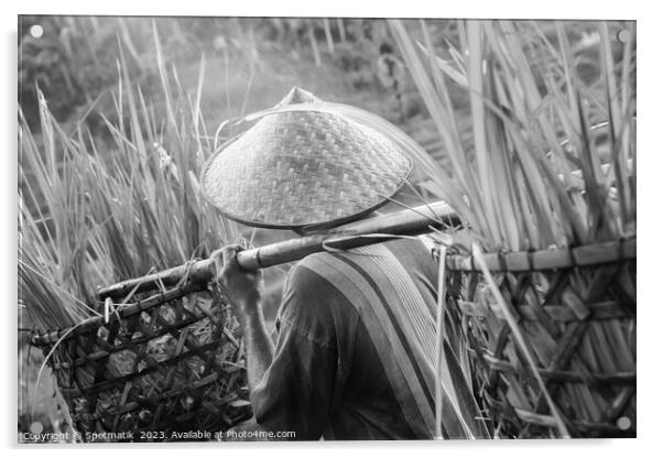 Bali male Indonesian worker carrying crops of rice Acrylic by Spotmatik 