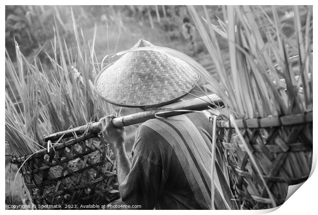 Bali male Indonesian worker carrying crops of rice Print by Spotmatik 