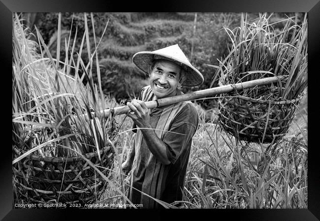 Indonesian traditional male worker on hillside rice field  Framed Print by Spotmatik 