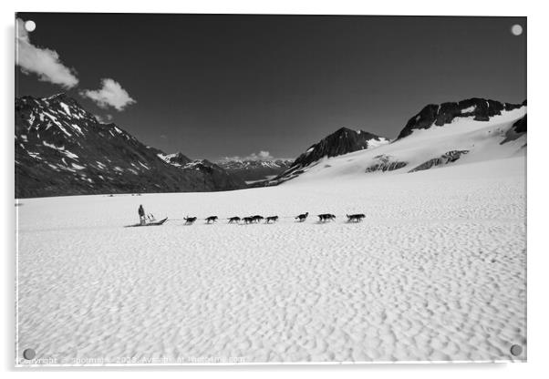 Aerial view husky dog team mountain plateau America Acrylic by Spotmatik 