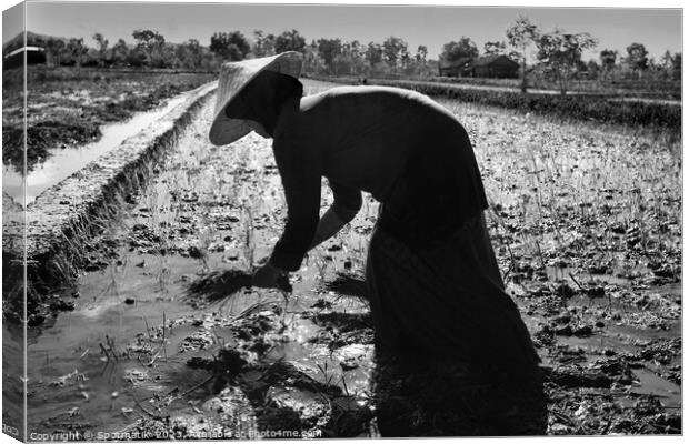 Java Indonesia female worker planting rice seedlings Asia Canvas Print by Spotmatik 