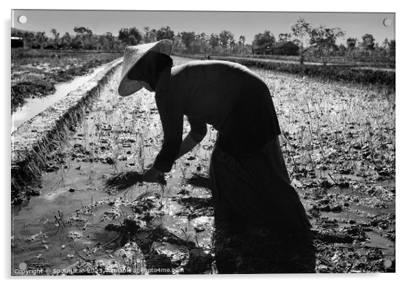 Java Indonesia female worker planting rice seedlings Asia Acrylic by Spotmatik 