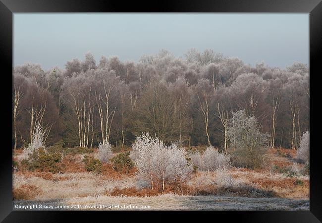 Frosty trees Framed Print by suzy ainley