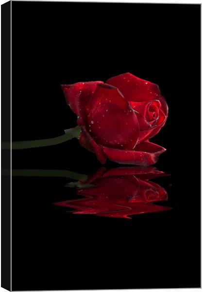 Red Rose Canvas Print by Alison Chambers