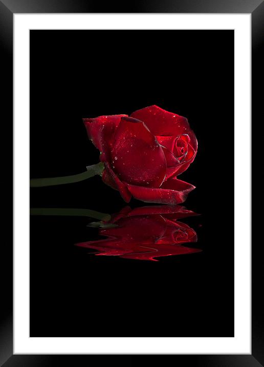 Red Rose Framed Mounted Print by Alison Chambers