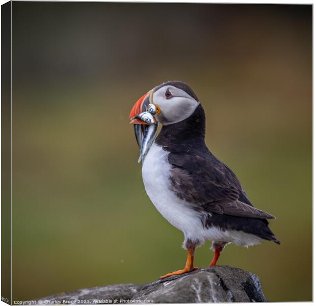 Puffin Canvas Print by Charles Bruce