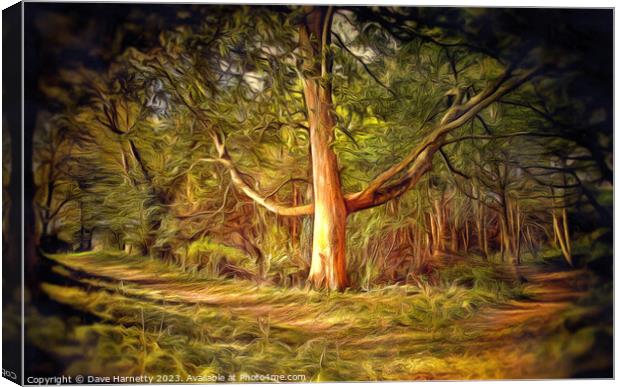 Northern Lands-A Walk in the Forest 2 Canvas Print by Dave Harnetty